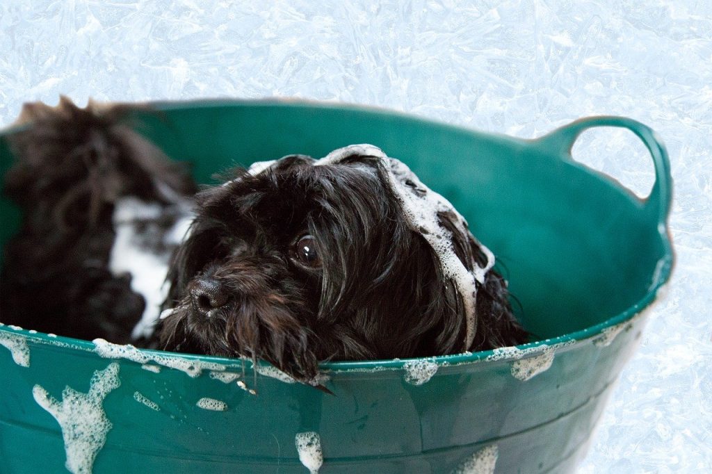 puppy, bath, foam