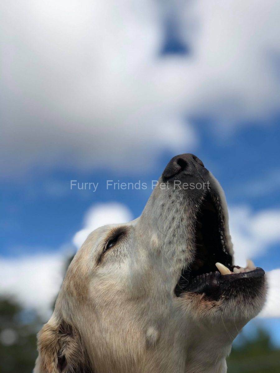 Gallery Furry Friends Pet Resort
