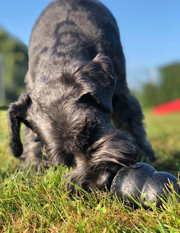 Prices Furry Friends Pet Resort