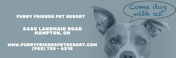A team of dedicated Furry Friends Pet Resort professionals engaging happily with a diverse group of dogs and cats in the bright, welcoming pet boarding facility.