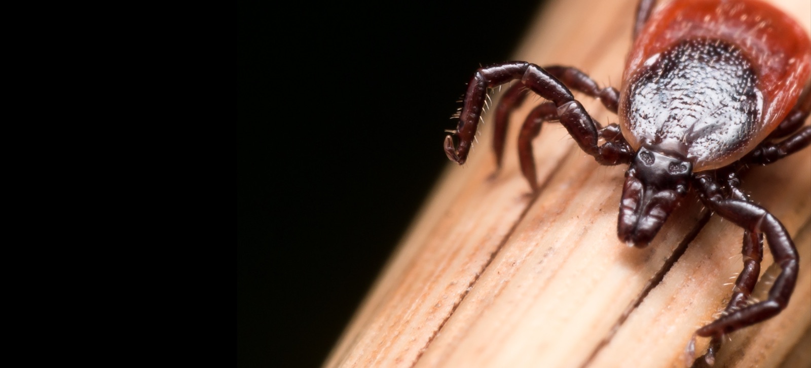 TickTickTick Furry Friends Pet Resort