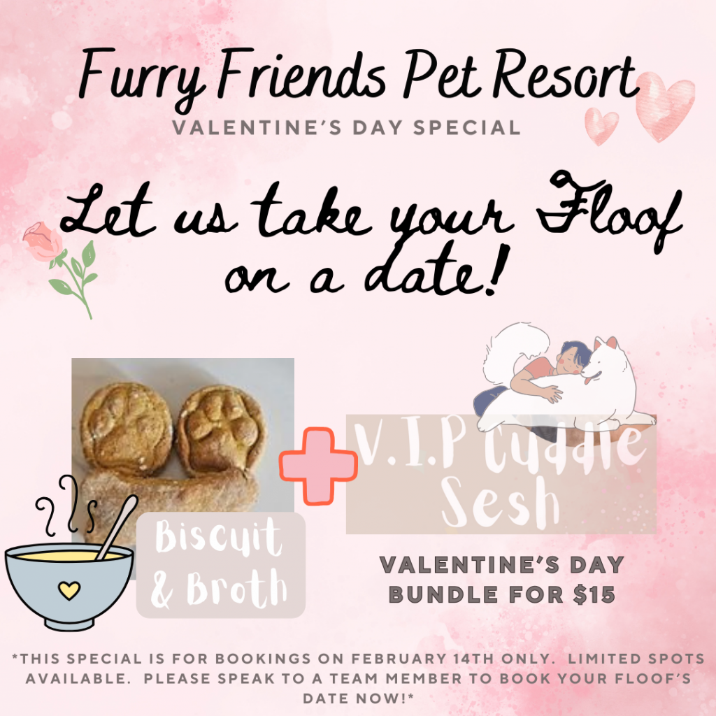 Events Furry Friends Pet Resort
